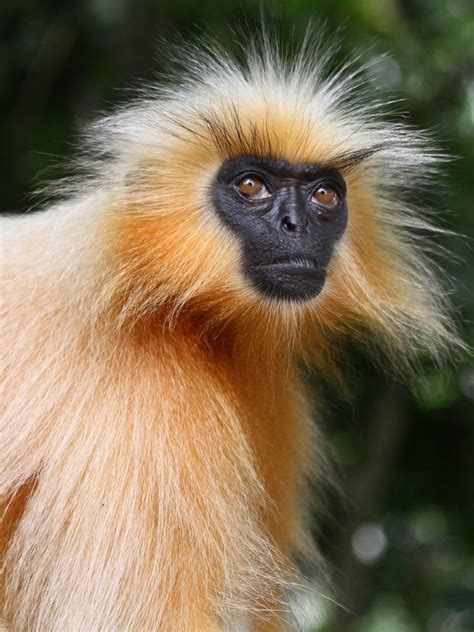 Gees Golden Langur Alchetron The Free Social Encyclopedia