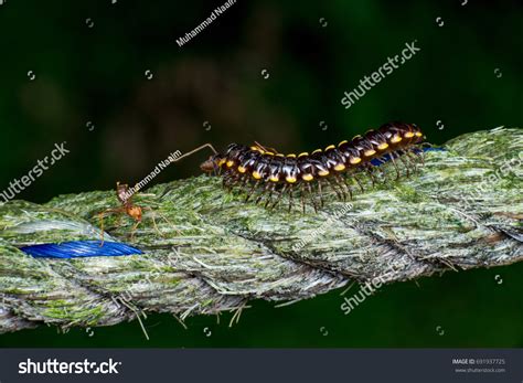 Arthropoda Diplopoda - Blackandyellow Millipede Arthropoda Diplopoda Polydesmida ...