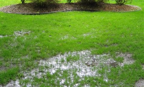 How To Grow And Care For Naked Lady Plant