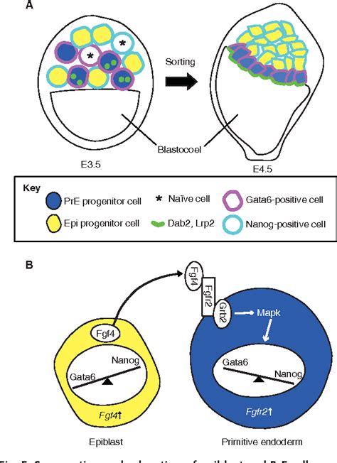 Figure 5 From Cell Fate Decisions And Axis Determination In The Early