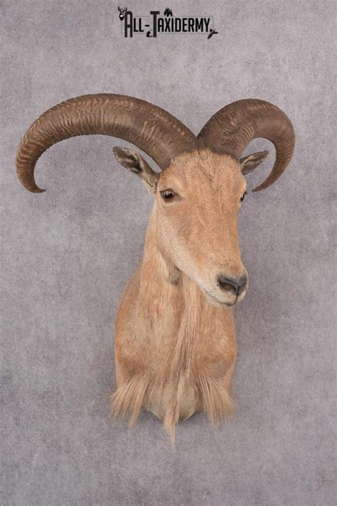 Barbary Aoudad Taxidermy Shoulder Mount Sku 2812