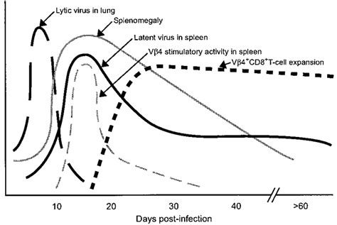 Key Events In The Viral Pathogenesis Associated With Mhv 68 Infection