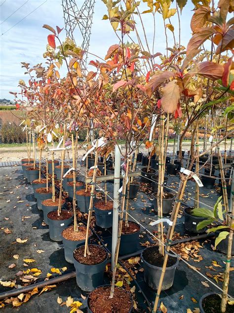 Hyndranges Paniculata Hortensja Bukietowa FRAISE MELBA Szczepiona Na