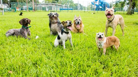 Dog Park Safety Tips | Yellowstone Valley Animal Shelter