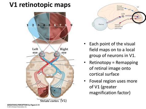 Ppt Perceptual Systems Central Visual Pathways Powerpoint