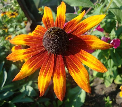 Рудбекия: посадка, уход, выращивание. Рудбекия из семян | Растим растения!