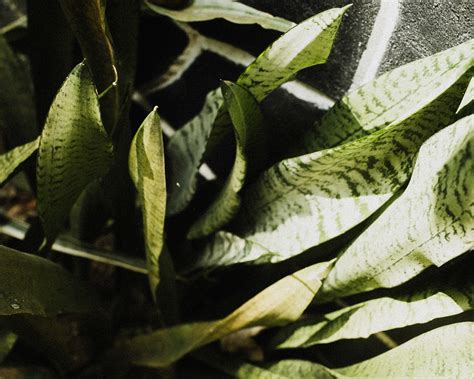 Itsy Bitsy Teenie Weenie Honolulu Strand Bikini On Behance