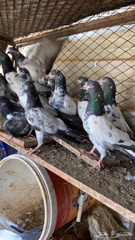حمام باكستاني تيدي مستوى توب حراج