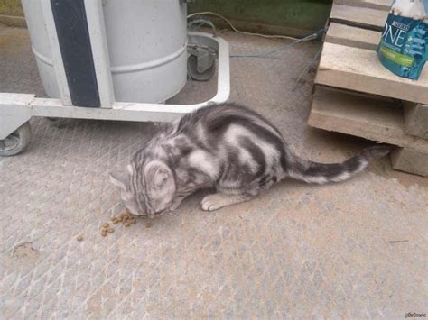 Найден КОТ. | Пикабу