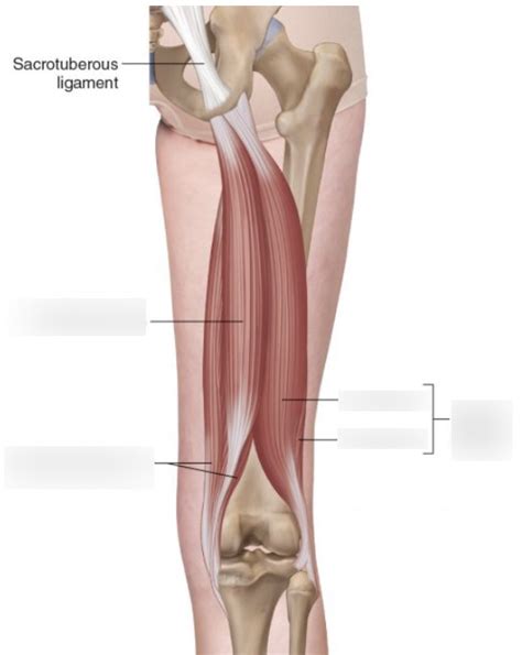 AP Lecture 6 Posterior Thigh Muscle ID Diagram Quizlet