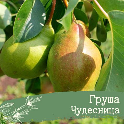 Чудесница