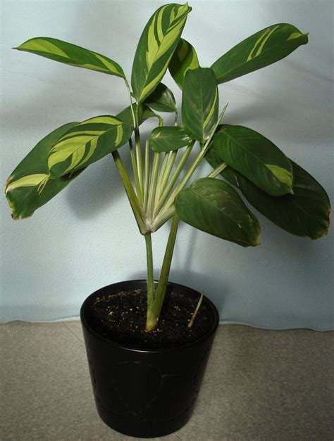 Маранта — молящаяся трава. Уход в домашних условиях, выращивание ...