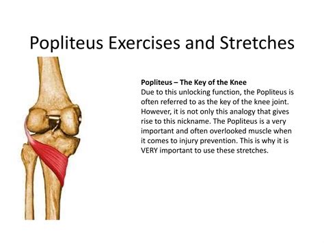 Popliteus Exercises And Stretches Pptx
