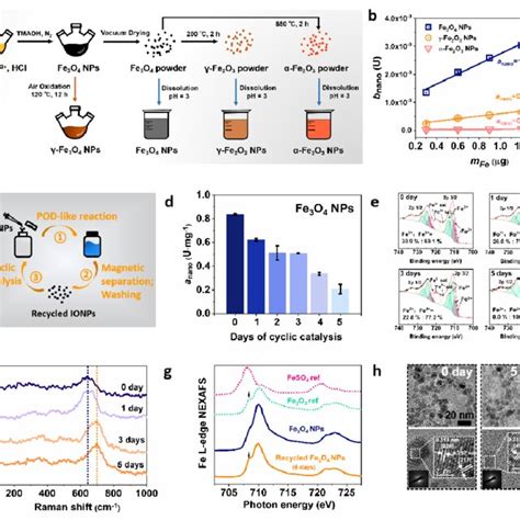 Catalytic Mechanism Of The POD Like Activity For LiFePO4 NPs A The