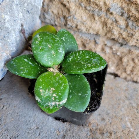 Hoya ‘Mathilde Splash’ | Ryan's Plant Shop