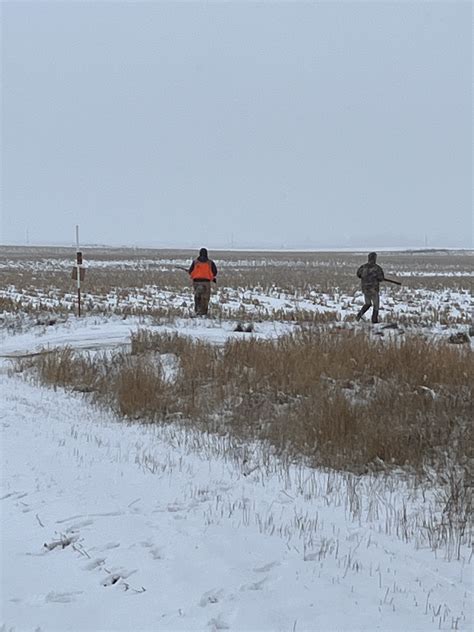 pheasant hunting forum 8