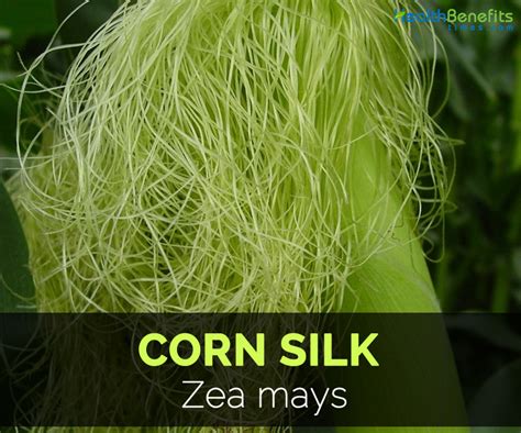 health benefits  corn silk health benefits