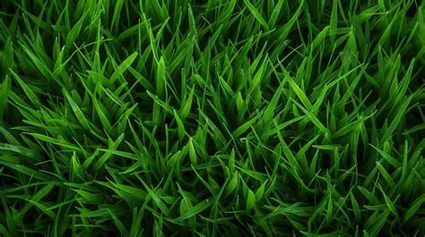 Grass Top View Hd