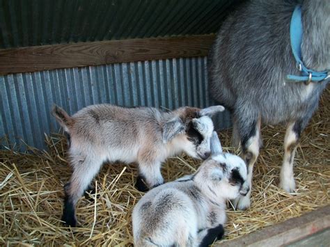 Wildflower Acres: My cute little Pygmy goat kids