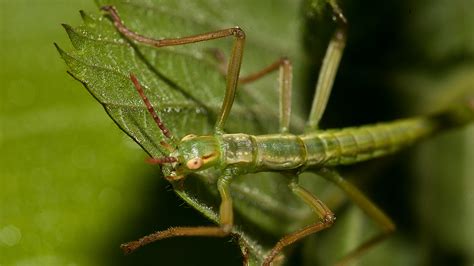 Lord Howe Island Stick Insect San Diego Zoo Animals And Plants