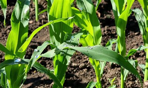 ᐉ Коли краще застосовувати фунгіциди на кукурудзі - Журнал Агроном