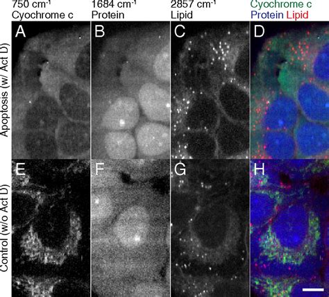 Label Free Raman Observation Of Cytochrome C Dynamics During Apoptosis