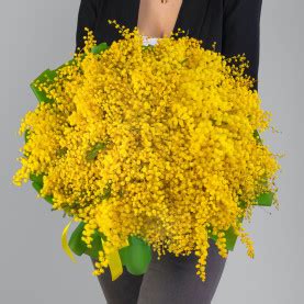 Купить мимозы в Москве с доставкой недорого | Мегацвет24