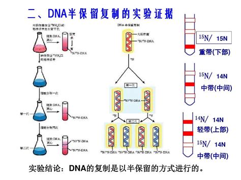 dnaword