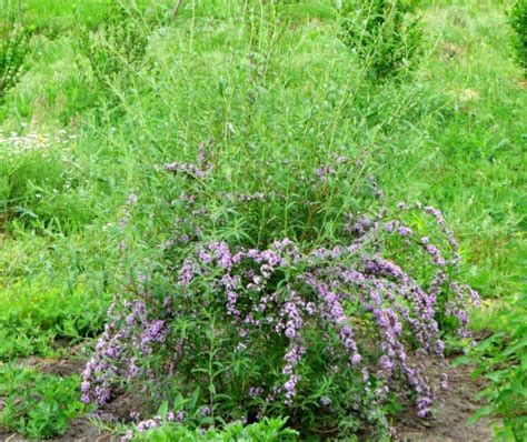 6 причин выращивать буддлею очереднолистную. Описание, особенности ...