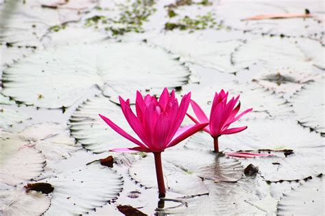 Gambar Outdoor Mekar Menanam Daun Bunga Kolam Musim Semi