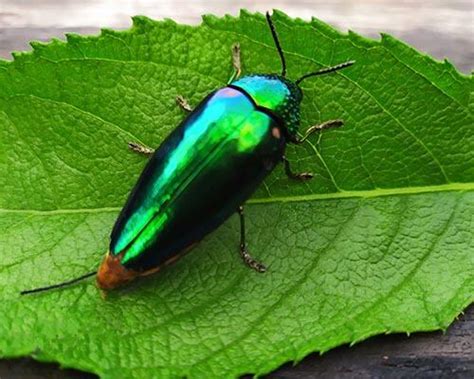 Vivid And Fabulous Jewel Beetles Actually Use Their Colours For