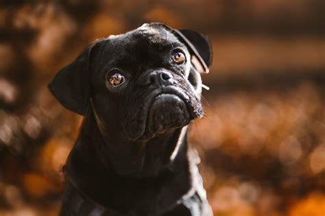 Ugly Dog Breeds Our Rating