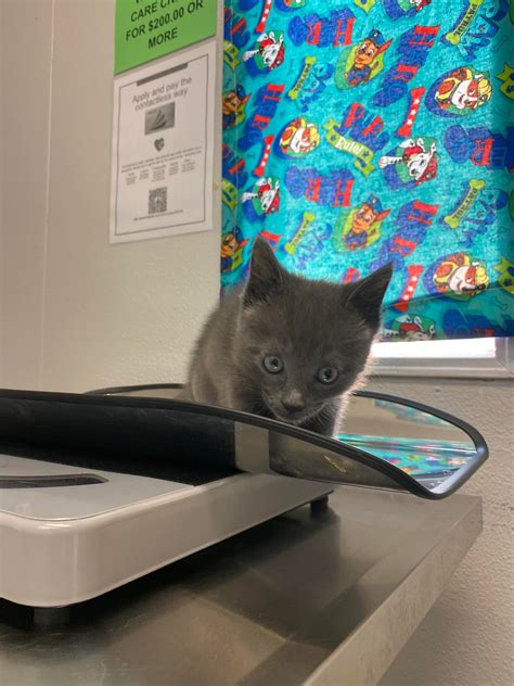Did you know that kittens... - ARC Animal Hospital Kissimmee