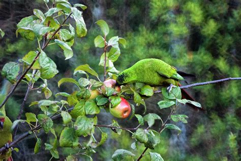 Fruit Thief Photograph By Ivan Konar Fine Art America