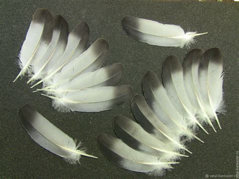 Перо голубя (35 фото) - красивые фото и картинки pofoto.club