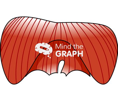 Diaphragm Front