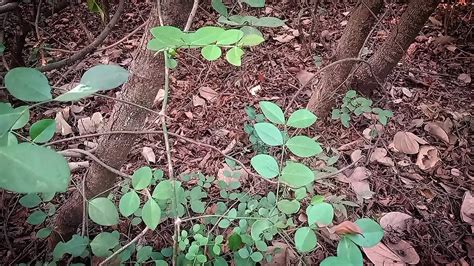 Hot Bhabhi Ji Chycen Tch Nem P I Loup N V D Ungli Indick Desi Venkovn Sex Video Xhamster