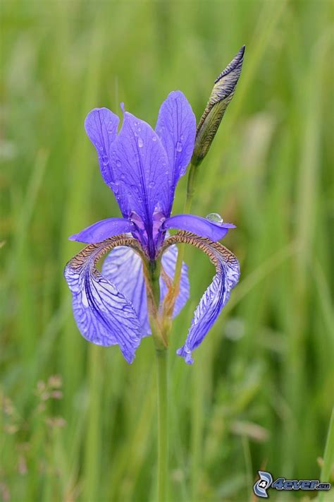 Siberian Iris