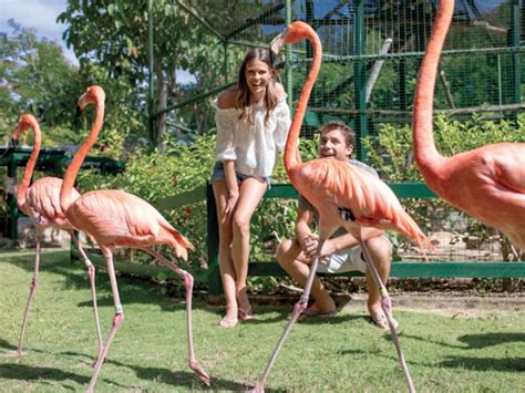 Pretty In Pink Where To Meet The National Bird Of The Bahamas