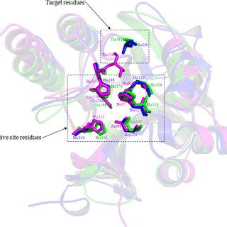 Three dimensional superimposed model of metallo β lactamase MBL pro