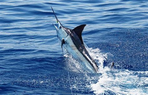 Marlin Sport Fishing In Costa Rica Sport Fishing Charters