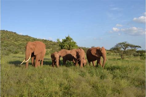 Elephants Have Names For Each Other Like People Do New Study Shows