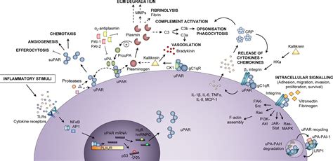 Frontiers Soluble Urokinase Plasminogen Activator Receptor Supar As