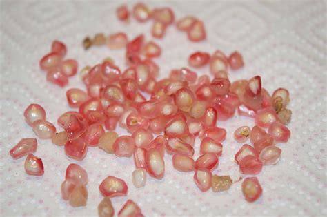 Плоды карликового граната - Flosium.ru