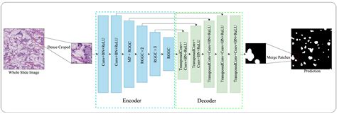 Bioengineering Free Full Text Rggc Unet Accurate Deep Learning