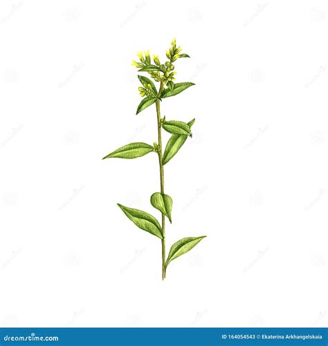 Goldenrod Flower, Drawing by Colored Pencils Stock Illustration