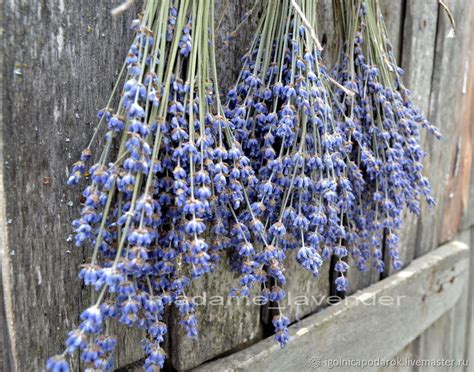 80гр Лаванда крымская пучок, 2022г – купить на Ярмарке Мастеров ...
