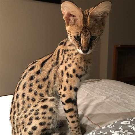 Savannah Cat Exotic And Beautiful