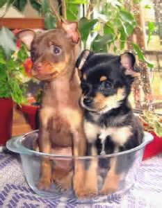 Pets Inform - Русский той-терьер - Содержаине и уход