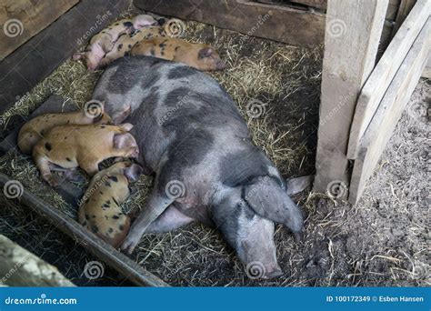 Piglets and sow stock image. Image of small, outside - 100172349